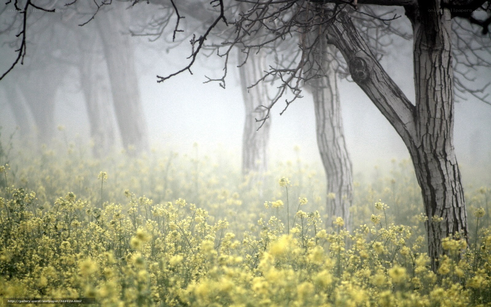 Misty forest with yellow flowers
