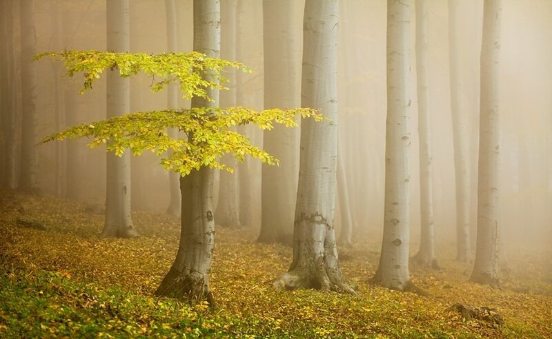 Misty forest with yellow leaves