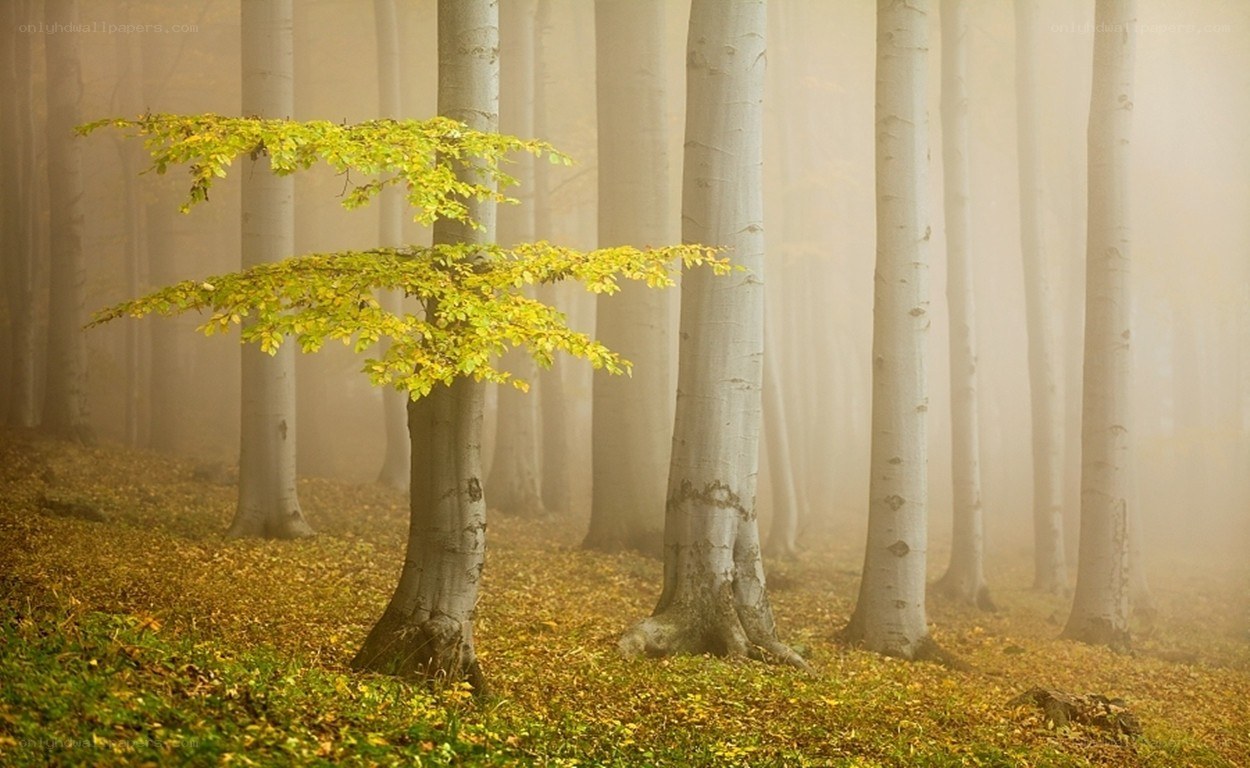 Misty forest with yellow leaves