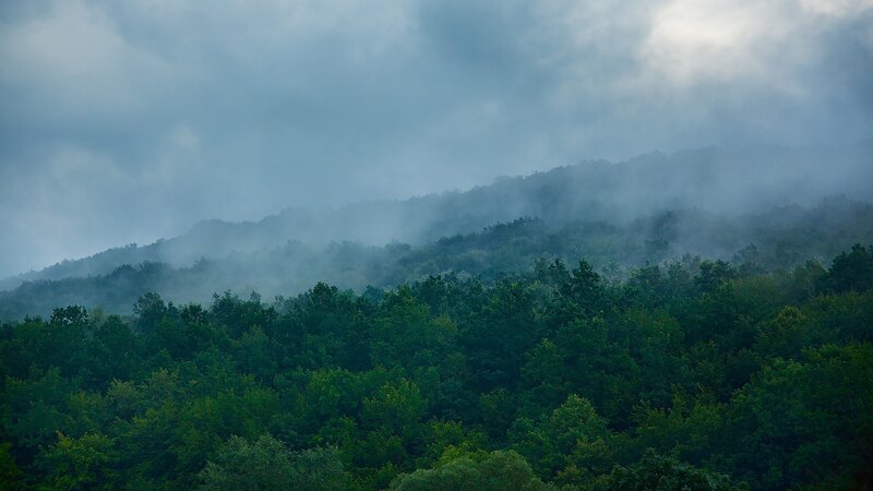 Misty Forested Hills