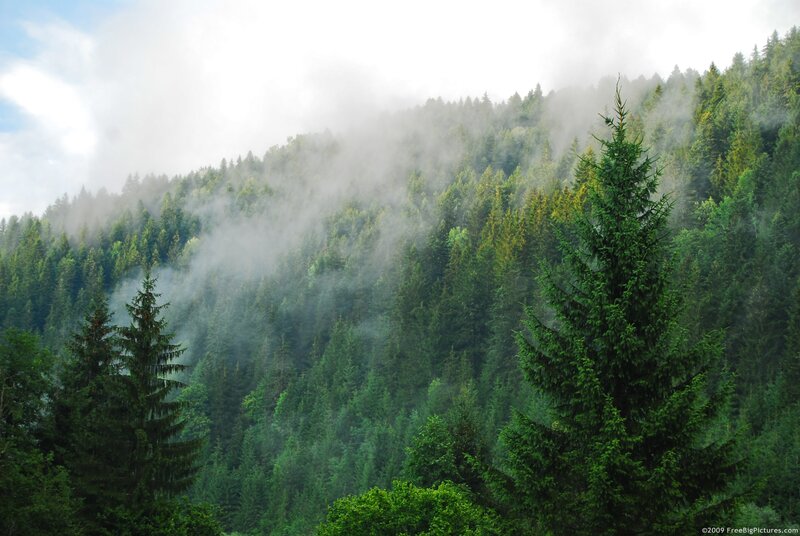 Misty Forested Hillside