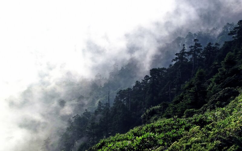 Misty forested mountain slope