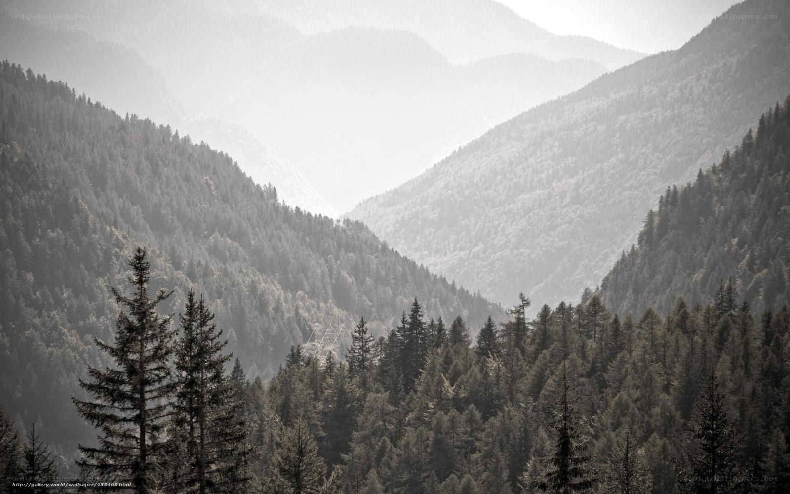 Misty forested mountain valley