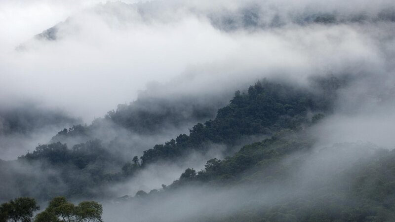 Misty forested mountains