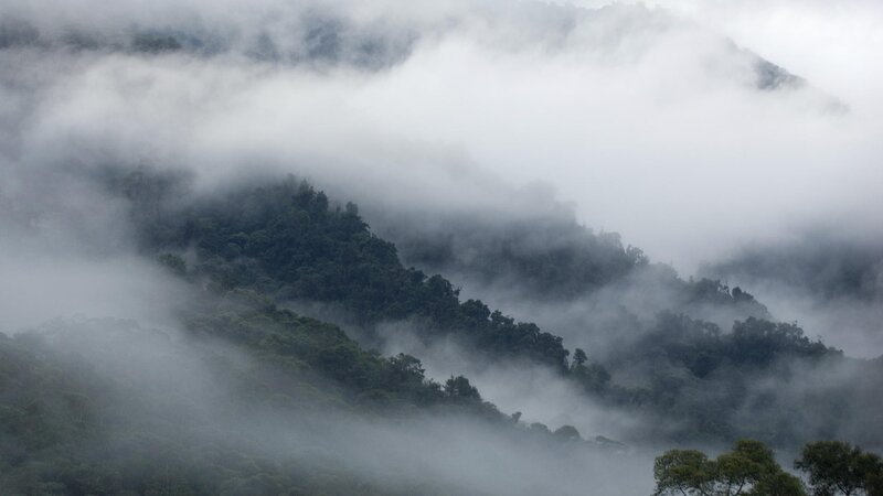 Misty forested mountains