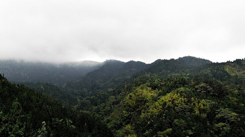 Misty forested mountains
