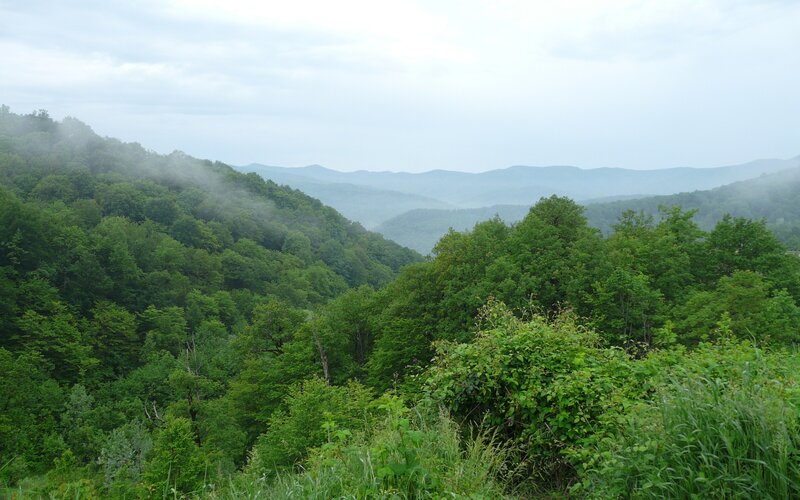 Misty Forested Mountains — Green, Serene