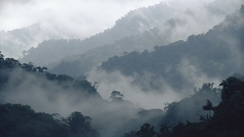Misty Forested Mountains — Green