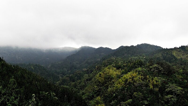 Misty forested mountains