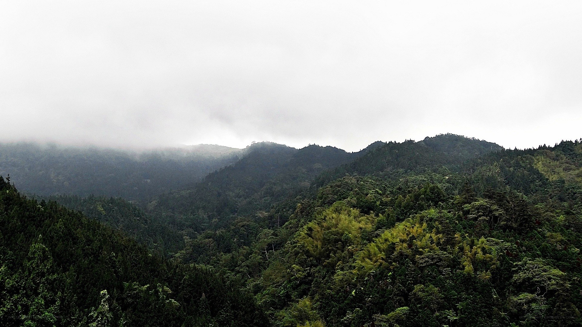 Misty forested mountains