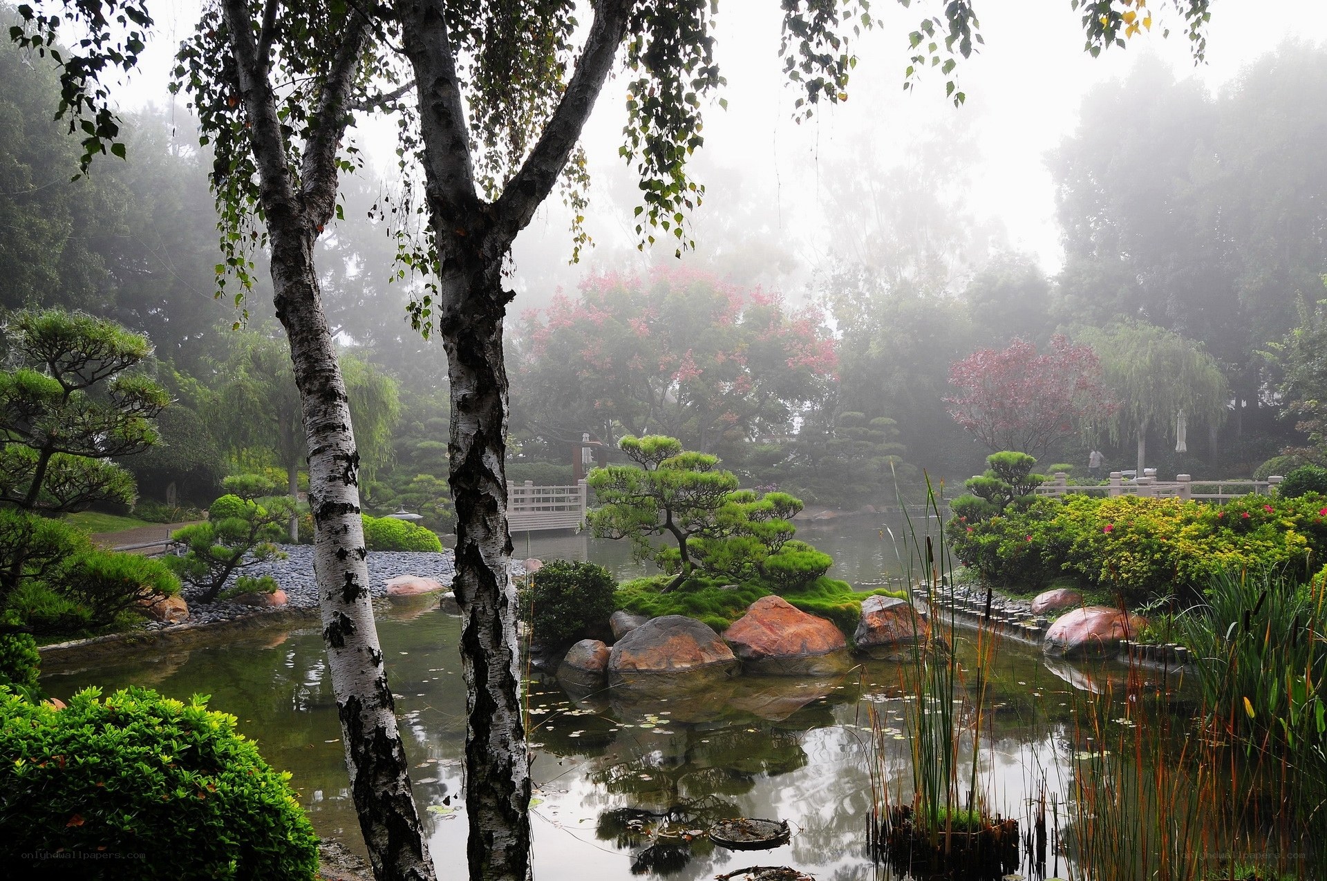 Misty garden pond scene