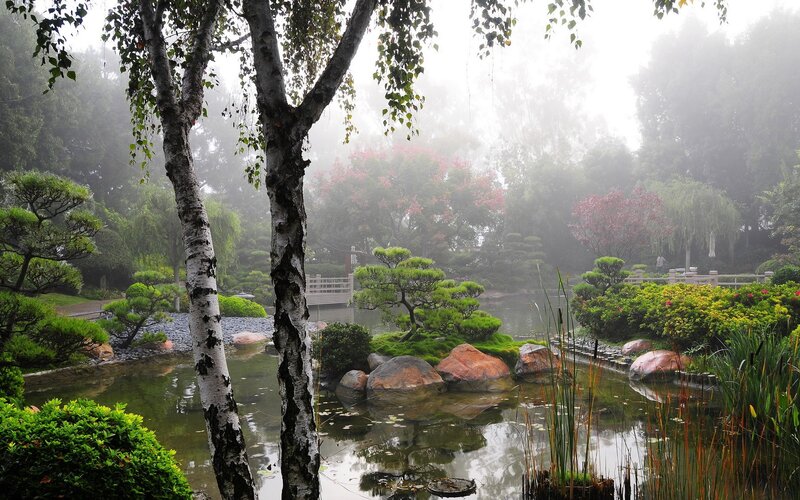 Misty garden pond with birch trees