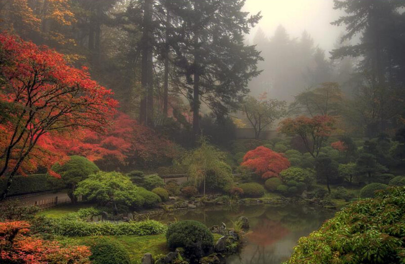 Misty garden with autumn colors