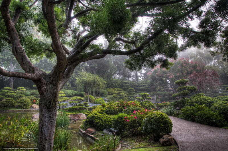 Misty garden with bonsai trees