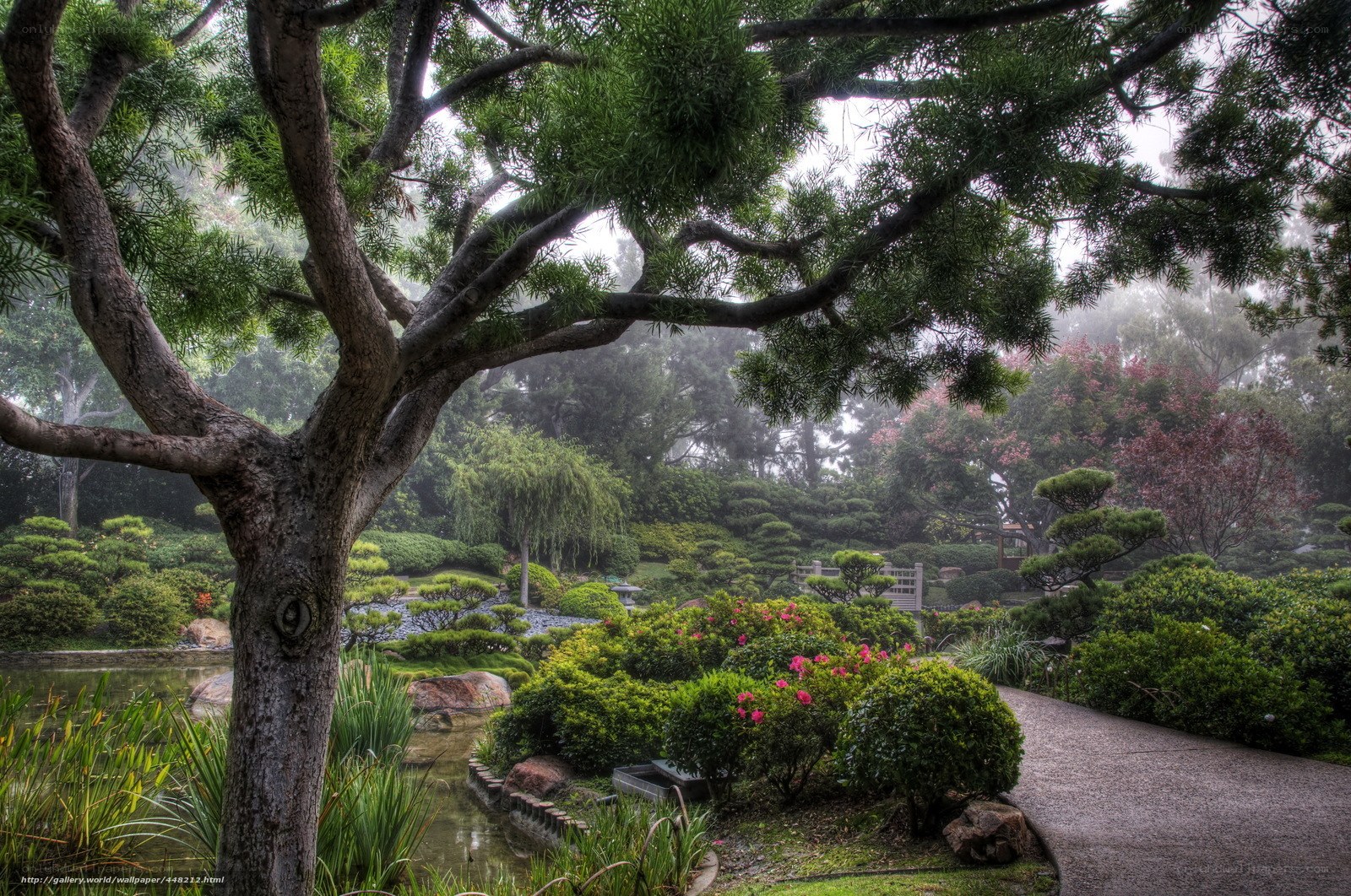 Misty garden with bonsai trees