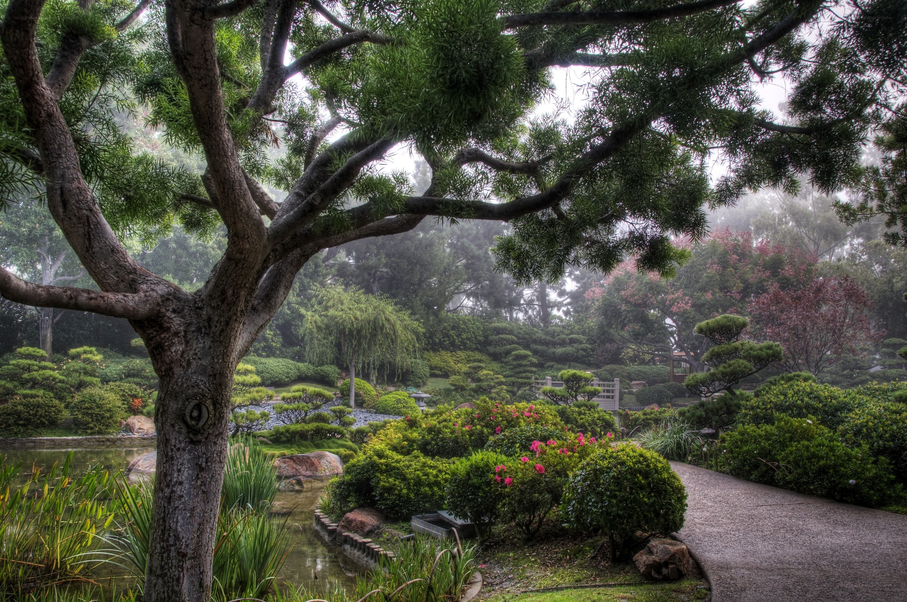 Misty garden with pond and trees