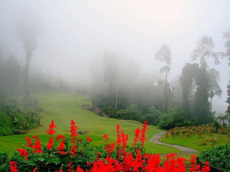 Misty golf course with red flowers