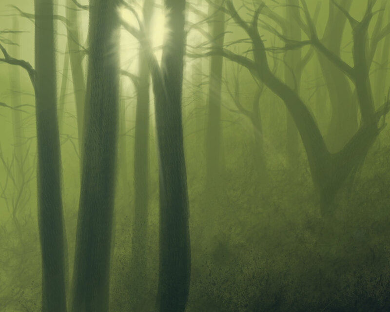 Misty green forest