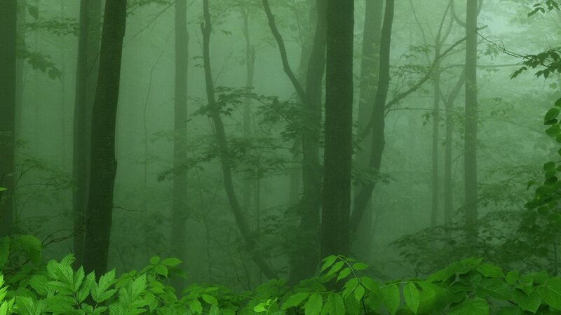 Misty green forest