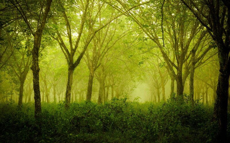 Misty green forest at dawn