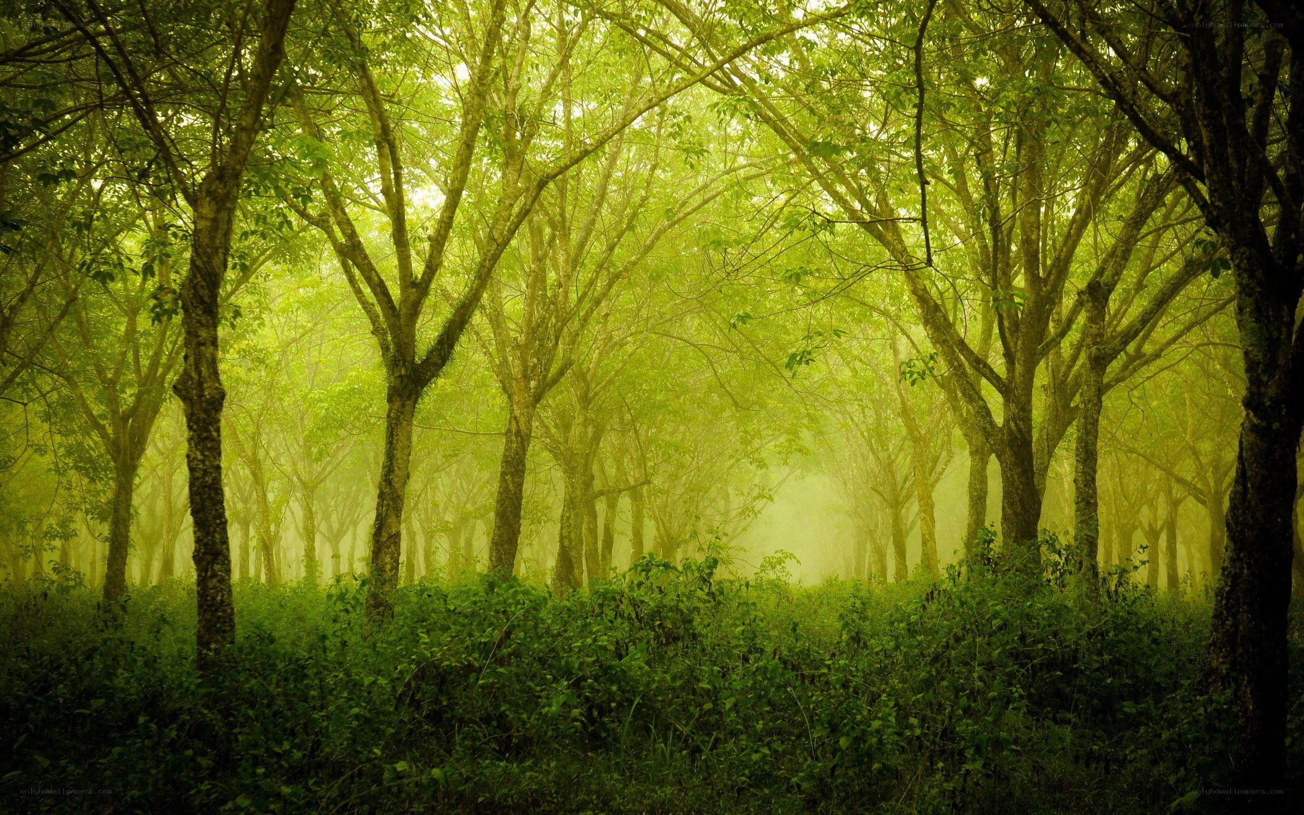 Misty green forest at dawn