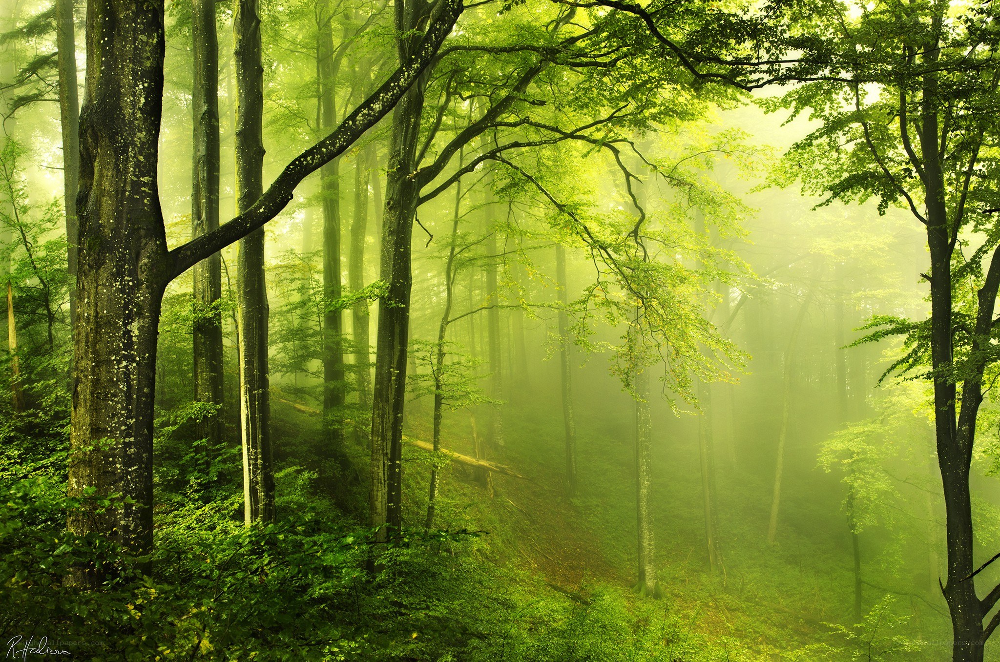 Misty green forest at dawn