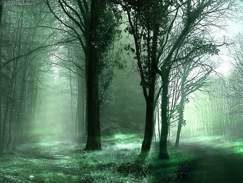 Misty Green Forest — Mysterious
