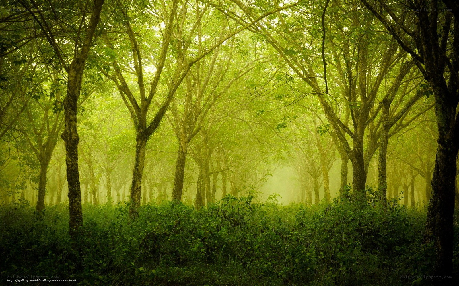 Misty green forest path