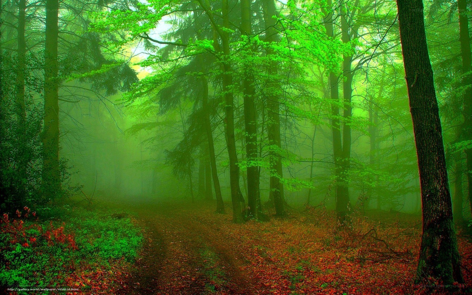 Misty green forest path