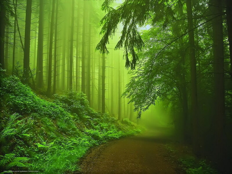Misty green forest path