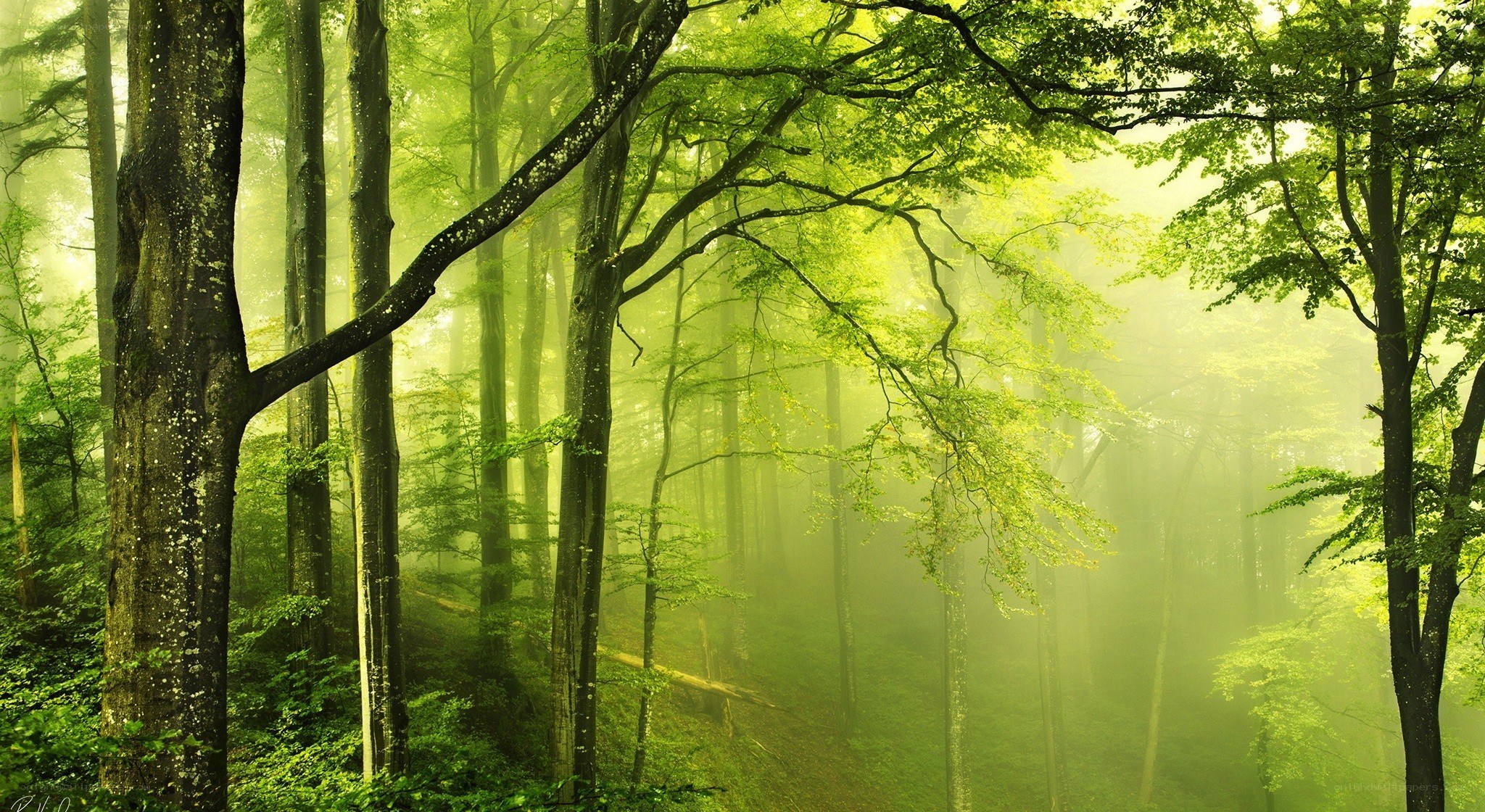 Misty green forest scene