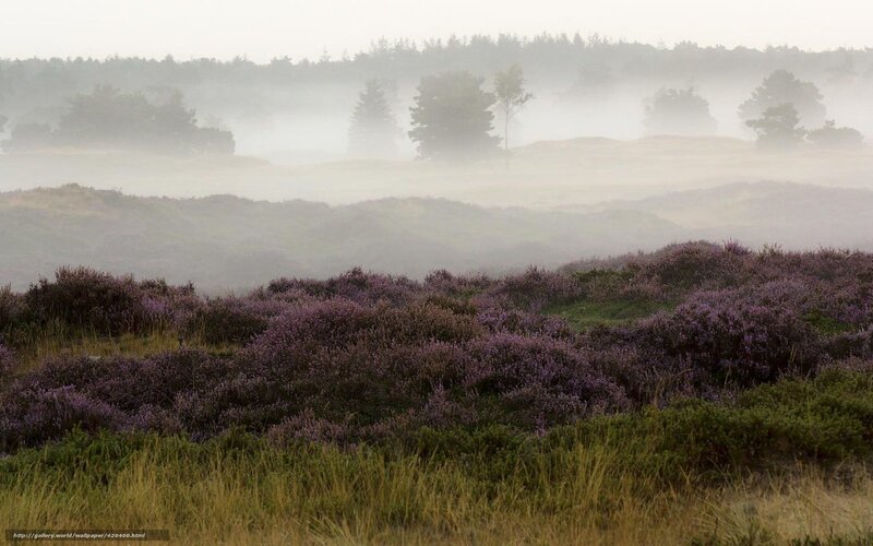 Misty heathland with purple flowers