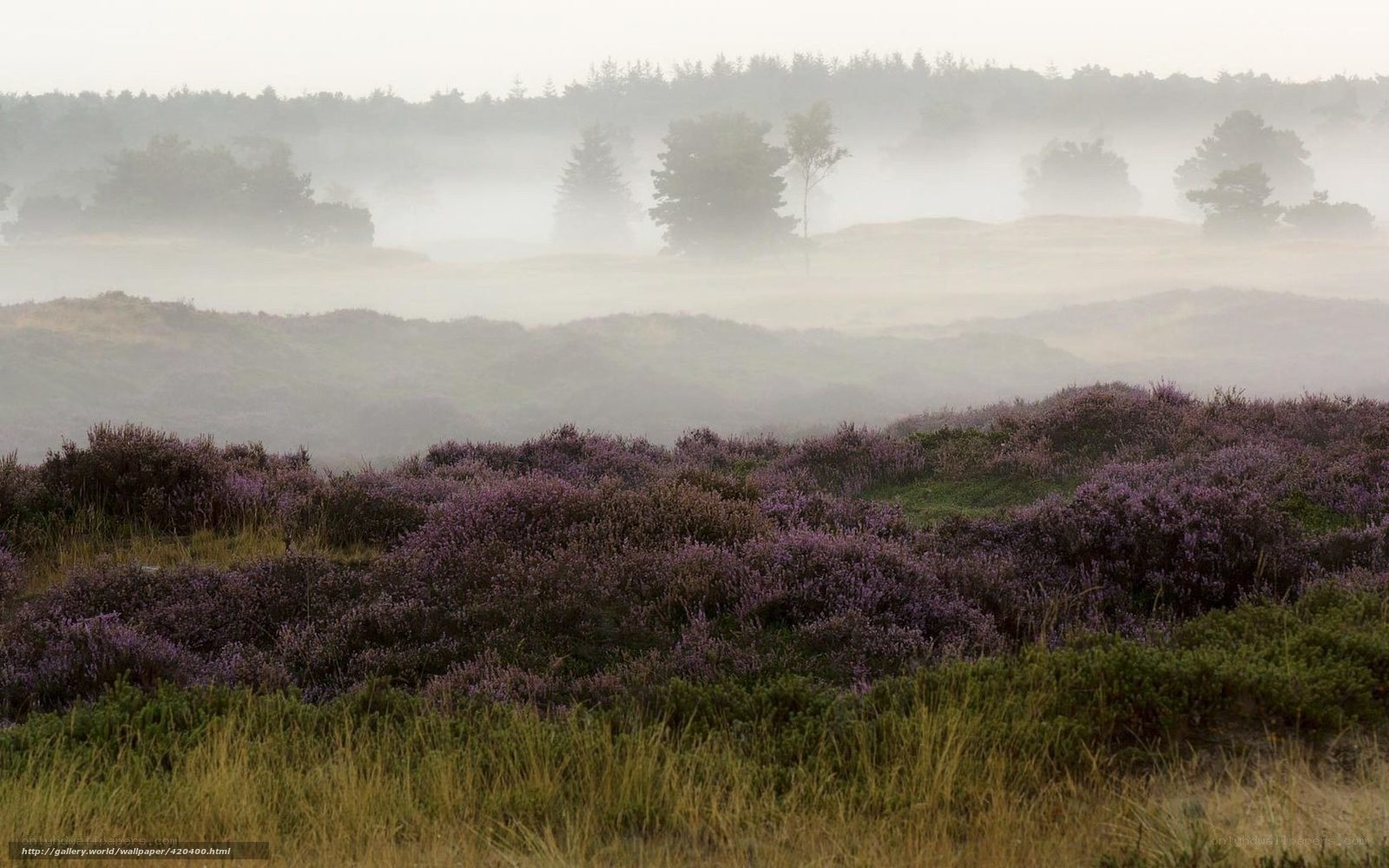 Misty heathland with purple flowers