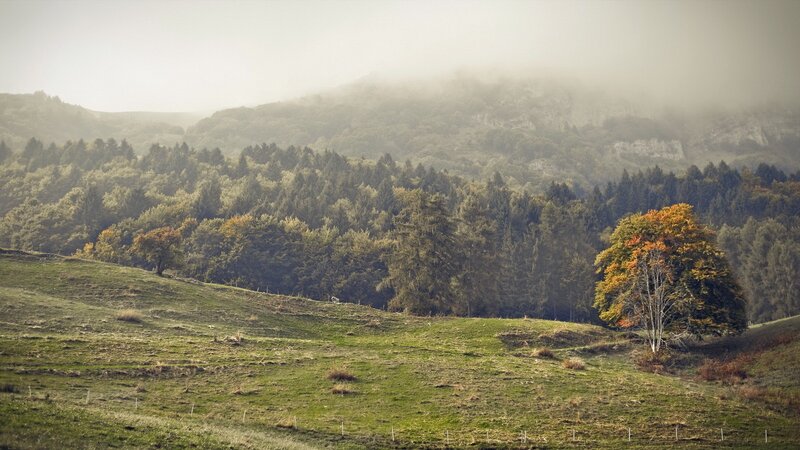 Misty hills with autumn tree