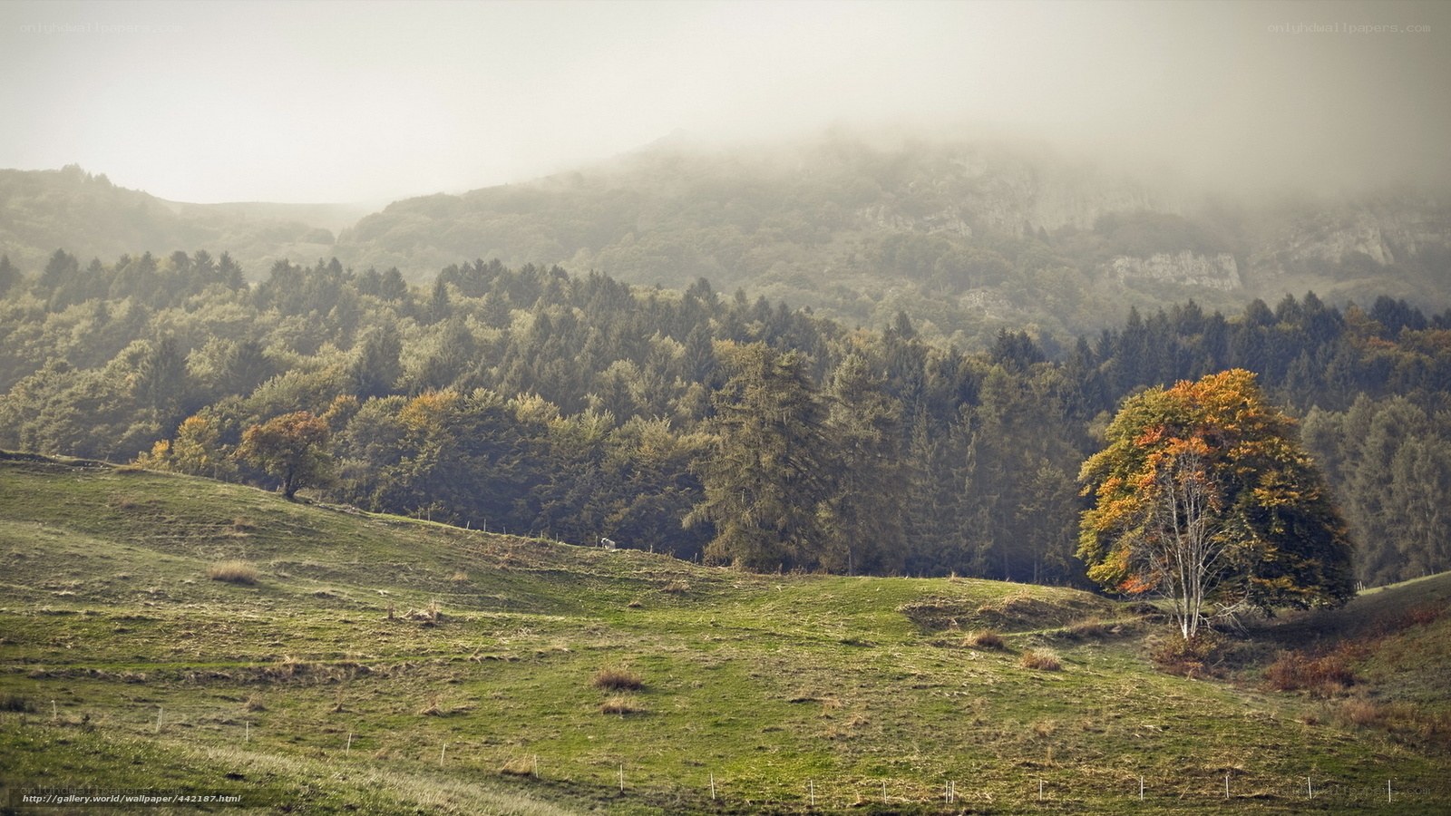 Misty hills with autumn tree