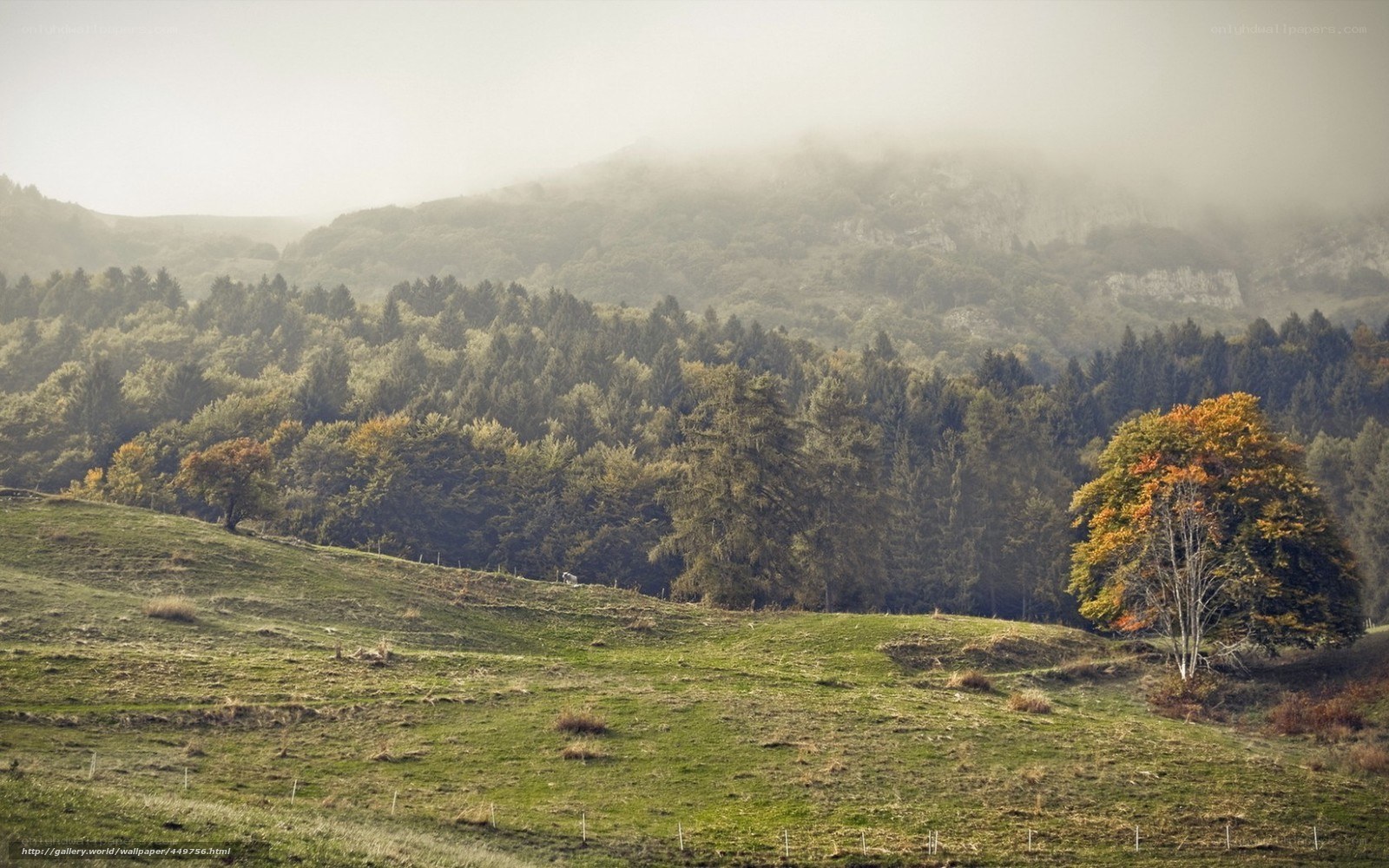 Misty hills with autumn trees