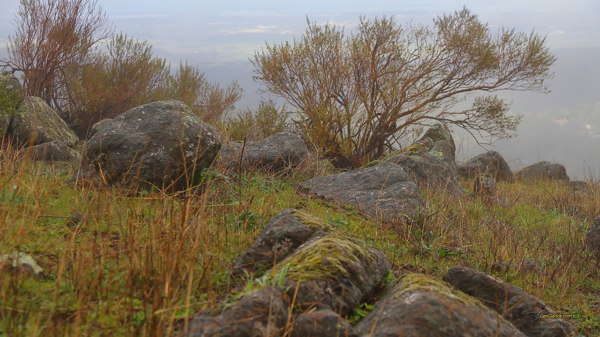 Misty hillside with rocks and shrubs