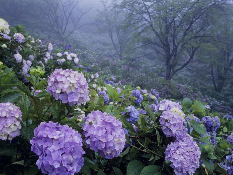 Misty hydrangea garden