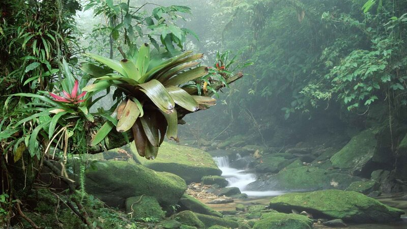Misty jungle stream with bromeliads