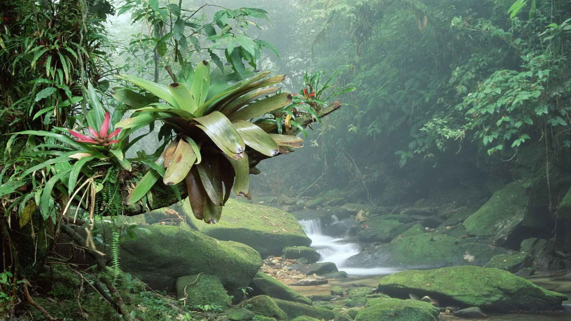 Misty jungle stream with bromeliads