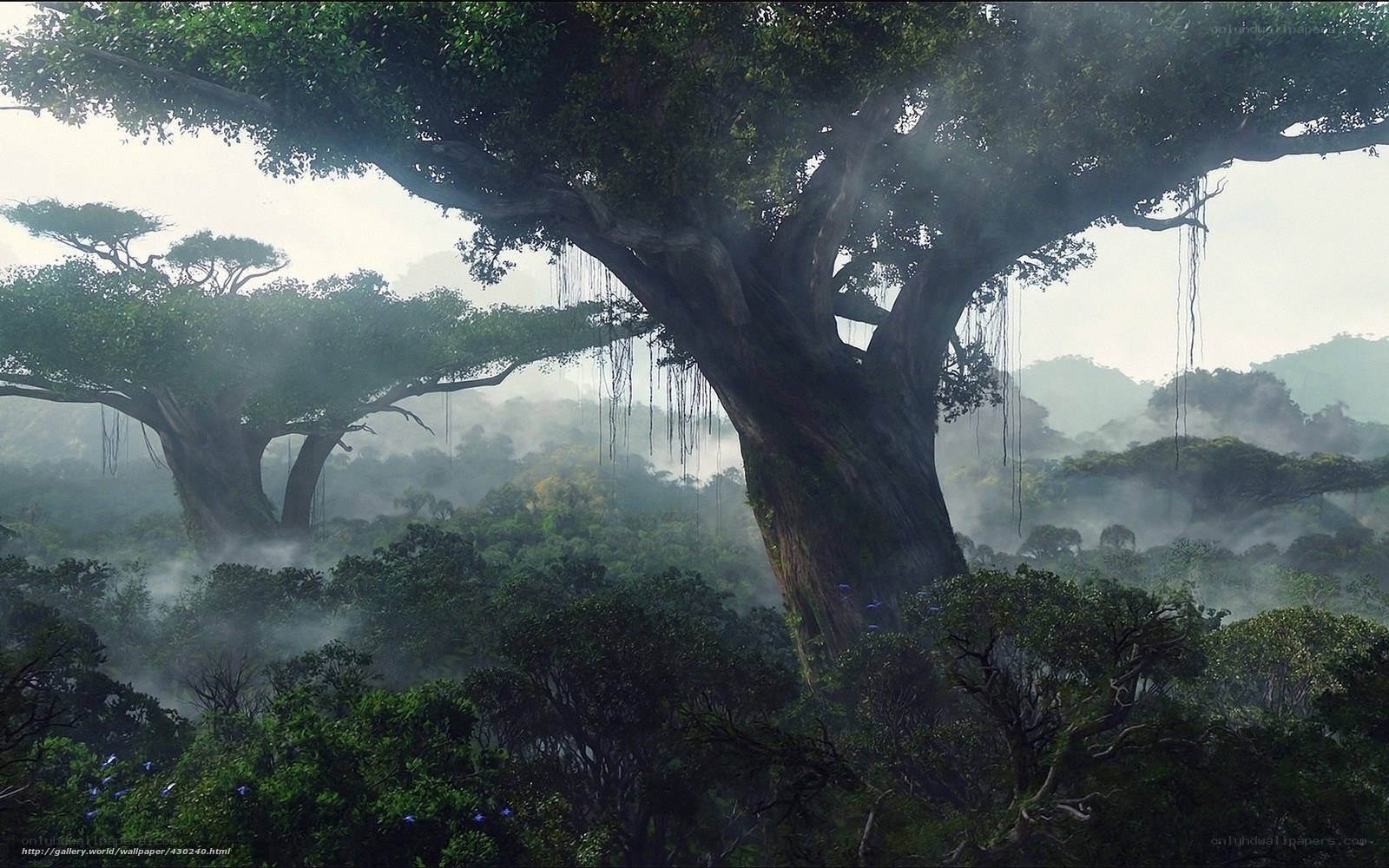 Misty jungle with ancient trees