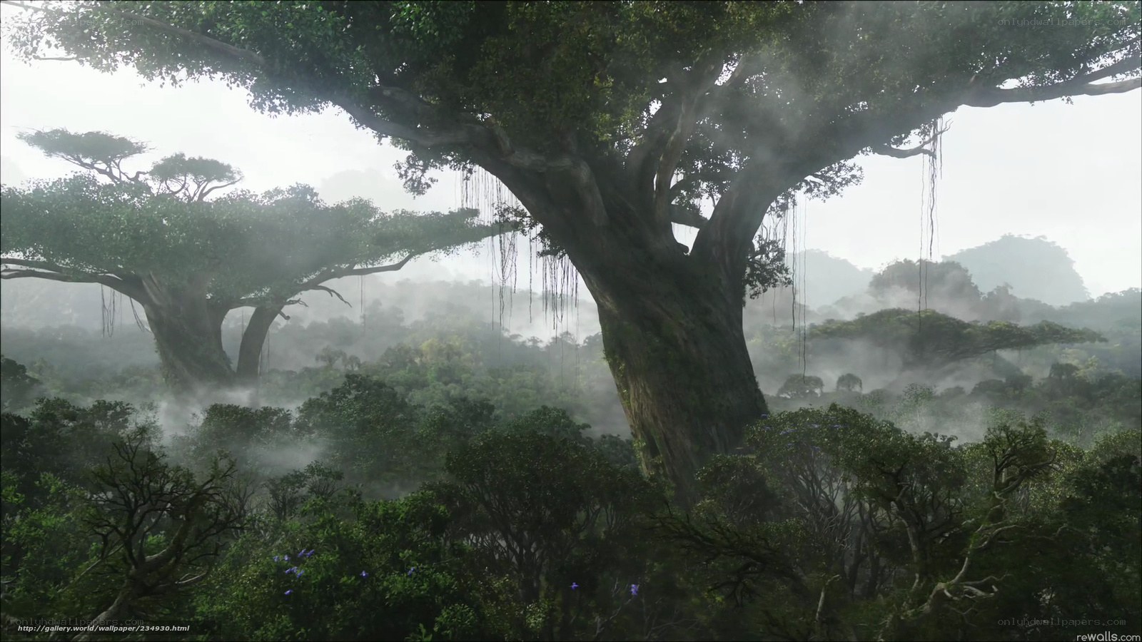 Misty jungle with ancient trees