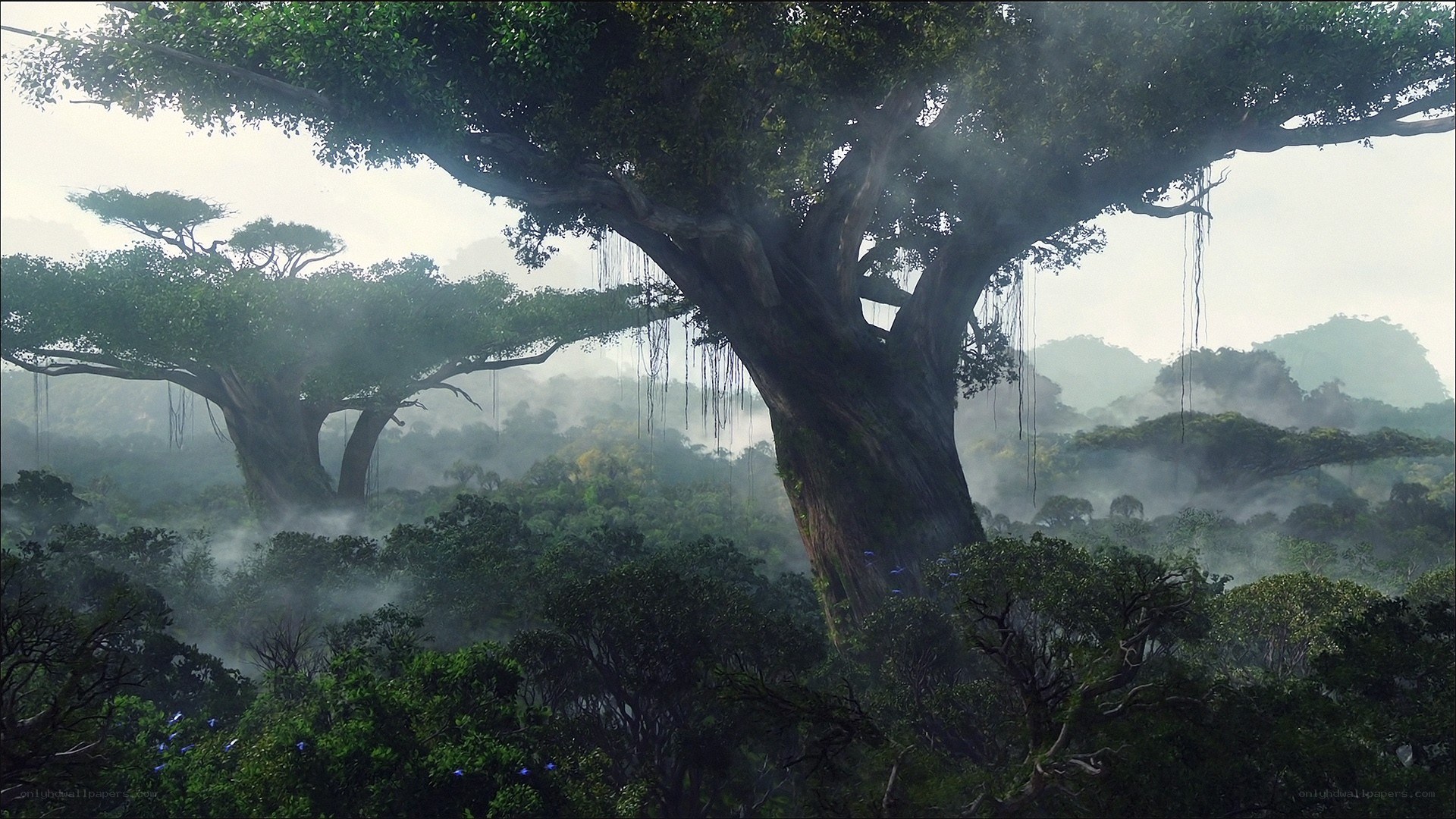 Misty jungle with giant trees