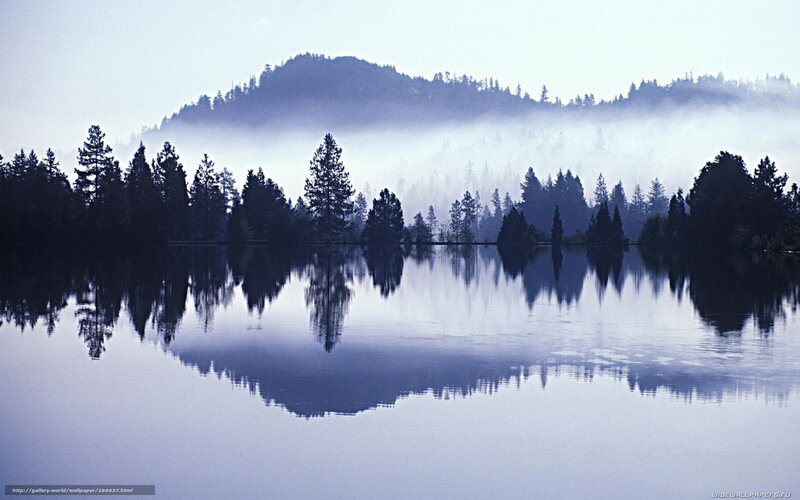 Misty Lake and Forest