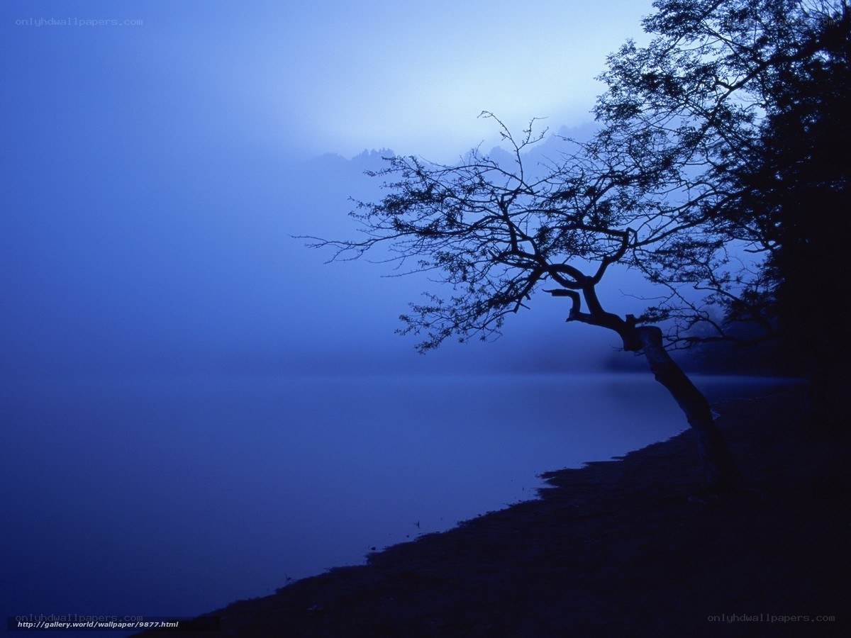 Misty lake at dawn