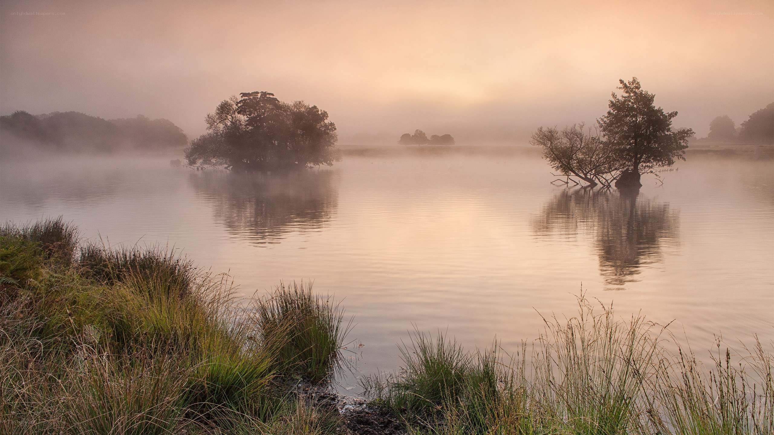 Misty lake at dawn