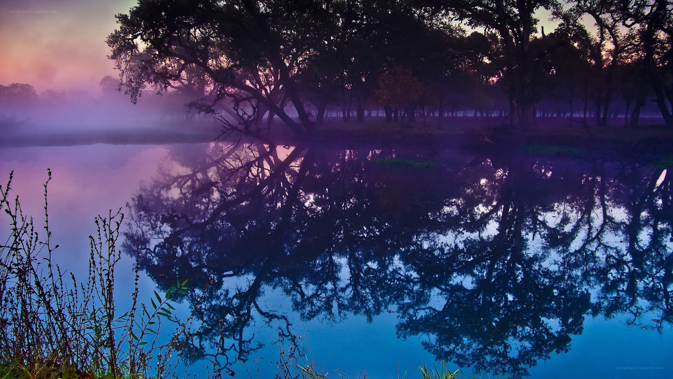 Misty lake at dawn