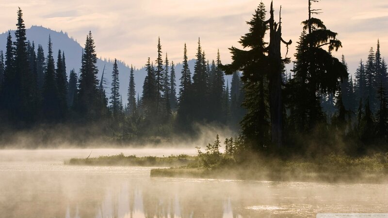 Misty Lake at Dawn — Gray, Serene, Morning, Photograph, Forest