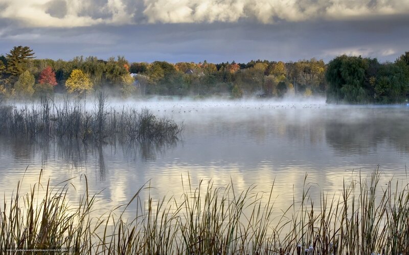 Misty Lake at Dawn — Gray, Serene, Morning, Photograph, Trees, Birds