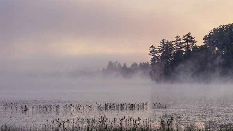 Misty Lake at Dawn — Gray, Serene, Morning, Photograph, Trees, Fog, Reeds